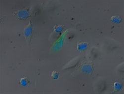Biolegend Zombie Green Fixable Viability Kit, Quantity: Each of 1