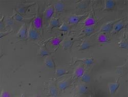 Biolegend Zombie Violet Fixable Viability Kit, Quantity: Each of 1