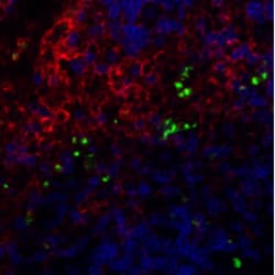 Biolegend Brilliant Violet 421 anti-mouse/human CD11b, Quantity: Each of