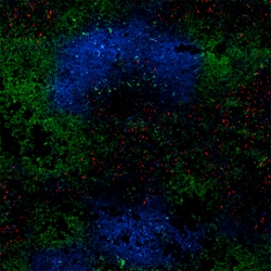 Biolegend Alexa Fluor 647 anti-mouse CD80, Quantity: Each of 1