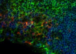 Biolegend Brilliant Violet 421 anti-mouse CD11c, Quantity: Each of 1