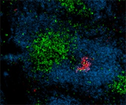 Biolegend Alexa Fluor 647 anti-MU/HU GL7 Antigen (T/B Cell Act. Marker),