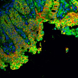 Biolegend Alexa Fluor 488 Goat anti-mouse IgG (minimal x-reactivity), Quantity: