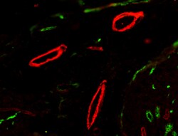 Biolegend Alexa Fluor 647 Goat anti-mouse IgG (minimal x-reactivity), Quantity: