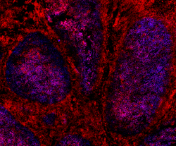 Biolegend Alexa Fluor 647 Goat anti-rat IgG (minimal x-reactivity), Quantity: