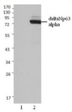Biolegend Purified anti-p63 (ΔN), Quantity: Each of 1