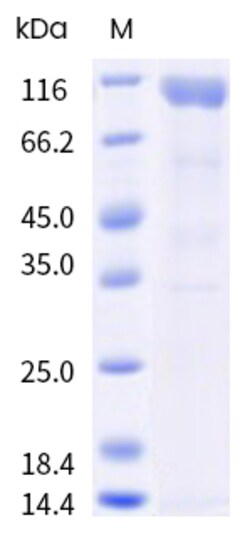 Sino Biological&nbsp;Recombinant Mouse TLR6 Protein (hFc Tag) 1 mg