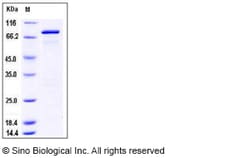 Sino Biological Recombinant Mouse GAD65/GAD2 Protein (His & GST Tag), Quantity: