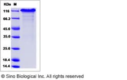 Sino Biological Recombinant Mouse NOTCH1 Protein (ECD, hFc Tag), HPLC-verified,