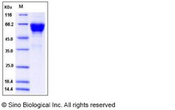 Sino Biological Recombinant Mouse CD300A/LMIR1 Protein (hFc Tag), Quantity: