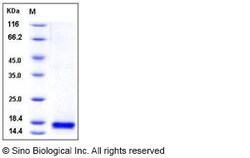 Sino Biological Recombinant Mouse Phospholipase A2 IIE/PLA2G2E Protein