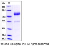 Sino Biological Mouse CD83 / HB15 Protein (Fc Tag) 100ug, Quantity: Each