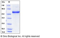 Sino Biological Recombinant Mouse CD302 Protein (hFc Tag), Quantity: Each
