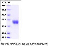 Sino Biological Recombinant Mouse IFN-beta Protein, Quantity: Each of 1