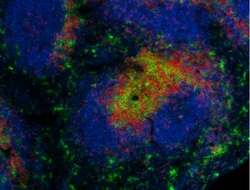 Biolegend Alexa Fluor 594 anti-mouse CD4, Quantity: Each of 1