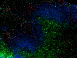 Biolegend Alexa Fluor 594 anti-mouse/human CD11b, Quantity: Each of 1