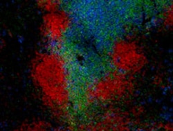 Biolegend Alexa Fluor 594 anti-mouse/human CD45R/B220, Quantity: Each of