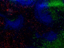 Biolegend Alexa Fluor 594 anti-mouse CD206 (MMR), Quantity: Each of 1