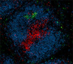 Biolegend Alexa Fluor 488 anti-MU/HU GL7 Antigen (T/B Cell Act. Marker),