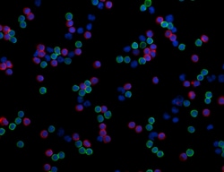 Biolegend Alexa Fluor 594 anti-human CD8a, Quantity: Each of 1