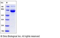 Sino Biological Recombinant Mouse Siglec-3/CD33 Protein (hFc Tag), HPLC-verified,