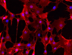 Biolegend Alexa Fluor 594 Streptavidin, Quantity: Each of 1