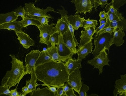 Biolegend Alexa Fluor 555 Goat anti-mouse IgG (minimal x-reactivity), Quantity: