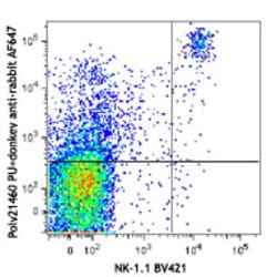 Biolegend&nbsp;Alexa Fluor 647 Donkey anti-rabbit IgG (min. x-reactivity)