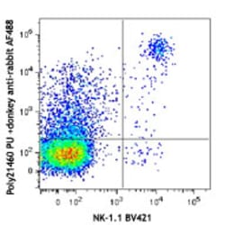 Biolegend Alexa Fluor 488 Donkey anti-rabbit IgG (min. x-reactivity), Quantity: