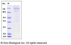Sino Biological Recombinant Mouse CD43 Protein (hFc Tag), Quantity: Each