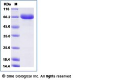Sino Biological Mouse E-Selectin / CD62e / SELE Protein 20ug, Quantity: