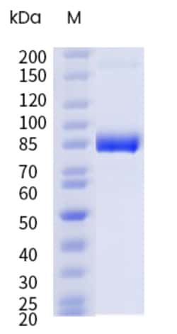 Sino Biological&nbsp;Recombinant Mouse Transferrin Receptor/TFR1/CD71 Protein (His Tag), HPLC-verified 1 mg