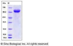 Sino Biological Mouse LILRB3 / LIR3 / ILT5 / CD85a Protein (His Tag) 100ug,
