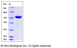 Sino Biological Recombinant Mouse Carboxypeptidase A2 Protein (His Tag),
