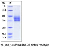 Sino Biological Recombinant Mouse PD-L2/B7-DC Protein (His Tag), HPLC-verified,