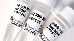 New England Biolabs, Inc. Lambda Protein Phosphatase – 20000 units, Quantity: