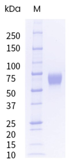 Sino Biological&nbsp;Recombinant Mouse CD98 Protein (His Tag), HPLC-verified, Endotoxin-Free