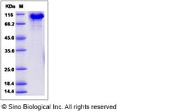 Sino Biological Recombinant Mouse Transferrin Protein (hFc Tag), HPLC-verified
