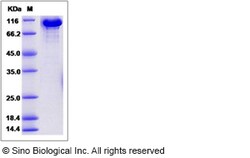 Sino Biological Recombinant Mouse Transferrin Protein (hFc Tag), HPLC-verified,