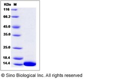 Sino Biological Recombinant Mouse Thioredoxin/TRX Protein, Quantity: Each