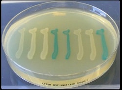 Teknova LB Agar Plates. 100mm Plates,, Quantity: Pack of 20