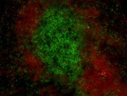 Biolegend Alexa Fluor 594 anti-mouse CD19, Quantity: Each of 1