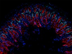 Biolegend Alexa Fluor 647 anti-mouse/human CD324 (E-Cadherin), Quantity: