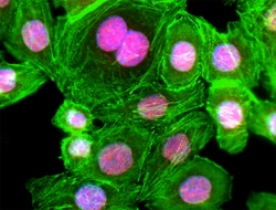 Biolegend&nbsp;Alexa Fluor 594 Donkey anti-rabbit IgG (min. x-reactivity)