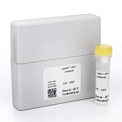 Revvity Health Sciences Inc LANCE Ultra Anti-Phospho-p70 S6K (Thr389) Eu-Antibody,