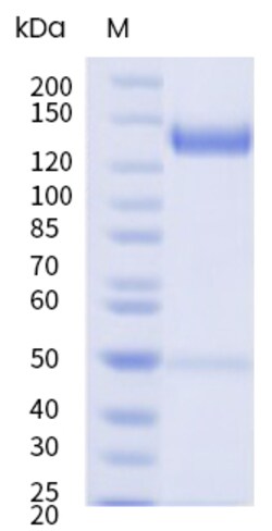 Sino Biological&nbsp;Recombinant Mouse Cadherin-17 Protein (hFc Tag), HPLC-verified 1