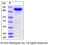 Sino Biological Recombinant Mouse Vanin-1/VNN1 Protein (hFc Tag), Quantity: