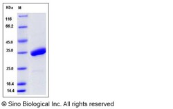 Sino Biological Recombinant Mouse SPINK4 Protein (hFc Tag), Quantity: Each