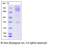 Sino Biological Recombinant Mouse SIRP alpha/SHPS-1 Protein (hFc Tag),