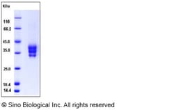 Sino Biological Mouse ESAM / Endothelial Cell Adhesion Molecule Protein